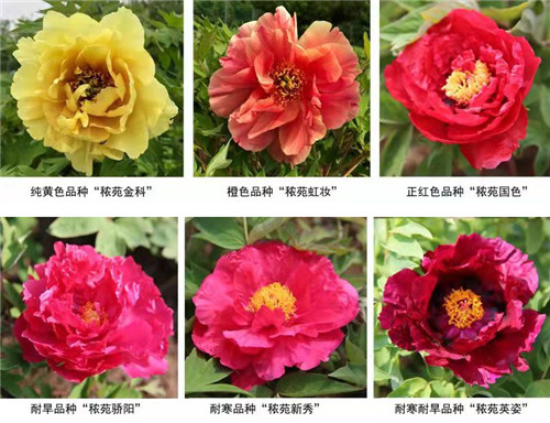 奇缺花色成功培育：我國牡丹育種取得新進(jìn)展