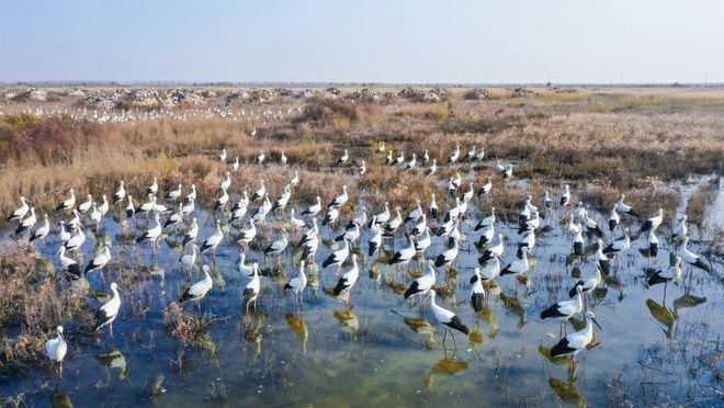 4000余只鳥界“國寶”東方白鸛飛抵天津