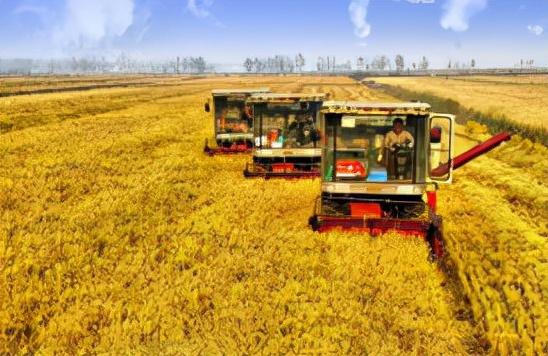今年糧食豐收已成定局 秋糧收購進入旺季