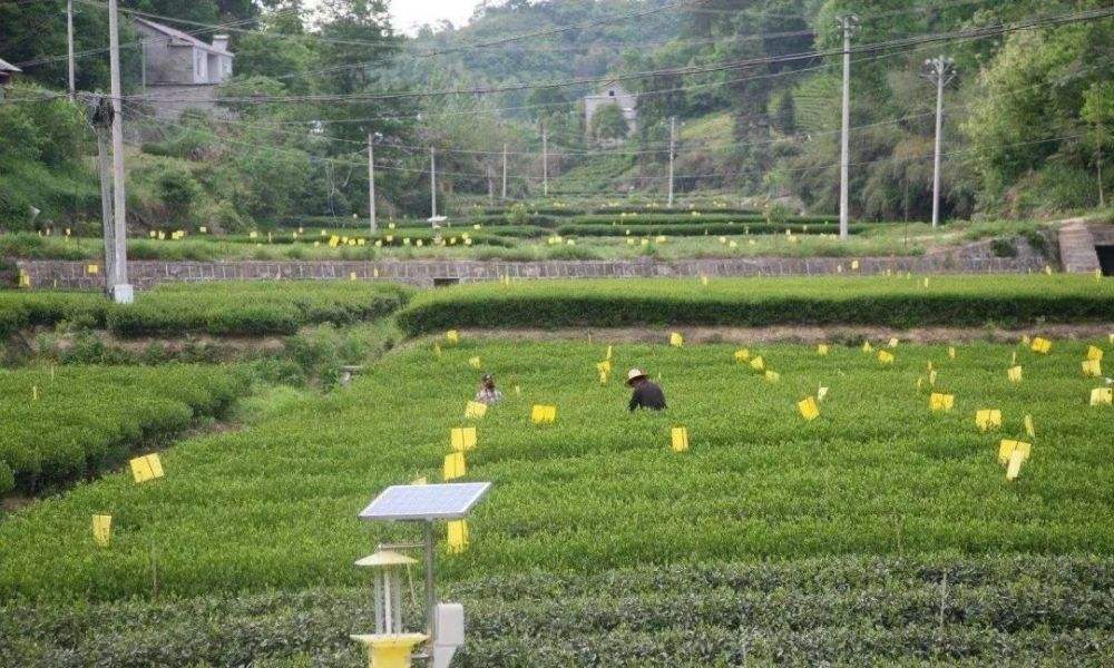 2022年重大病蟲害呈重發(fā)態(tài)勢 “蟲口奪糧”須做好哪些事？