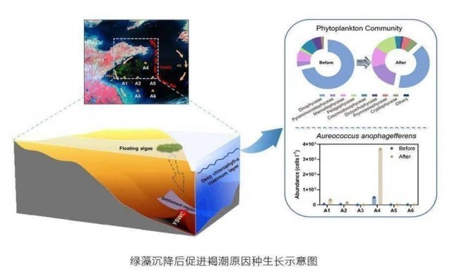 中科院海洋所最新研判 查清南黃海海域滸苔沉降區(qū)