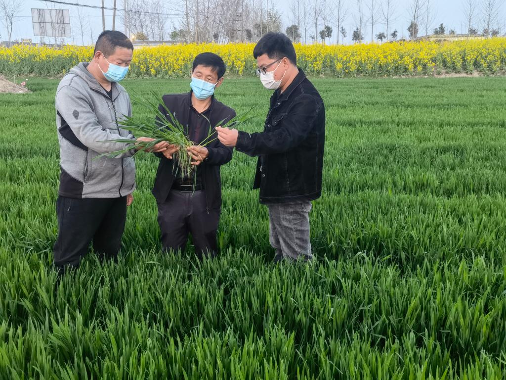 一年之計在于春丨狠抓“技”“機” 端牢飯碗——產(chǎn)糧大省安徽春管春耕觀察