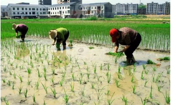 人民網(wǎng)評：回答好“誰來做農(nóng)民”，要做好“三篇文章”
