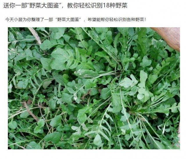 封控小區(qū)里挖野菜？專家提醒：有安全風(fēng)險(xiǎn)！
