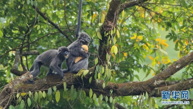 生意盎然！當野生動物“小精靈”遇上春日云南
