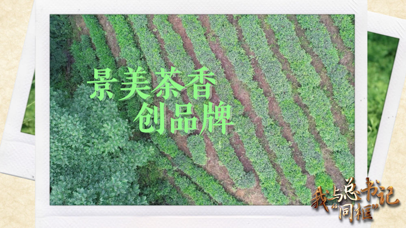 我與總書記“同框”丨景美茶香創(chuàng)品牌