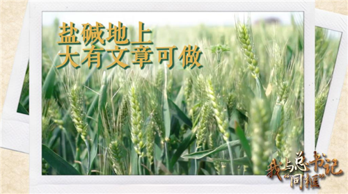 我與總書記“同框”｜鹽堿地上大有文章可做