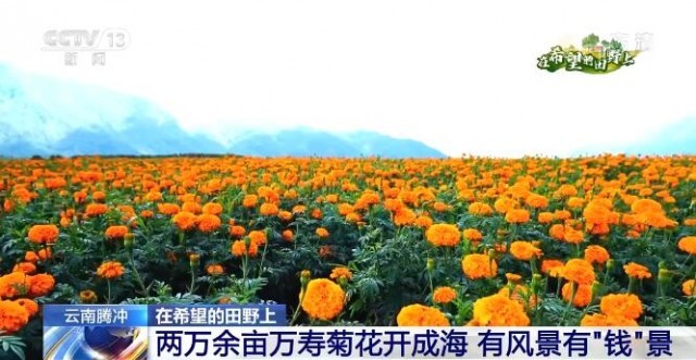 在希望的田野上 | 云南騰沖：兩萬余畝萬壽菊花開成海 有風(fēng)景有“錢”景