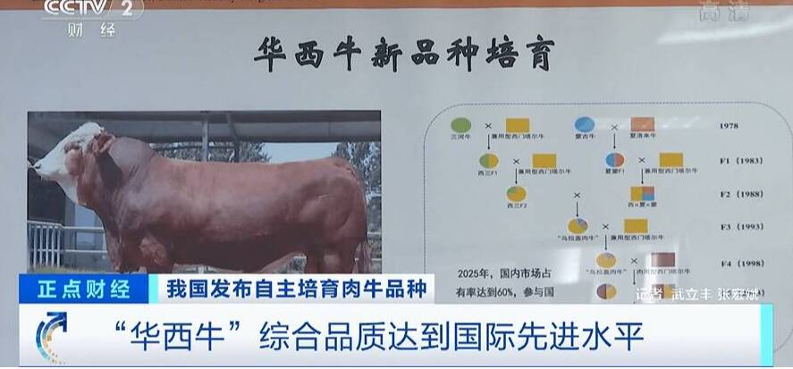 我國肉牛育種取得重大突破 生長速度等主要指標(biāo)將達(dá)到國際先進(jìn)水平