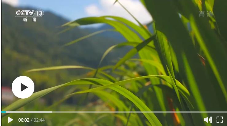 夏色收 秋聲動(dòng) 農(nóng)作物開始成熟結(jié)果