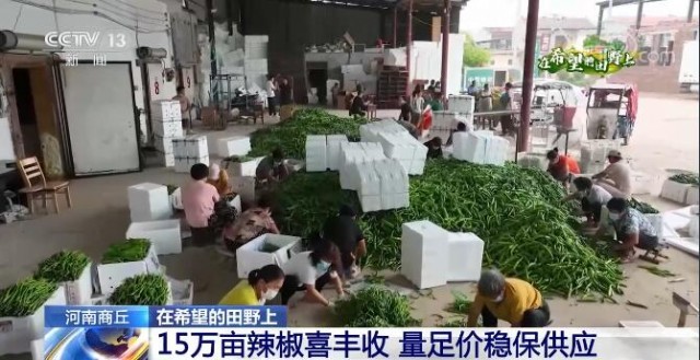 在希望的田野上 | 河南商丘15萬畝辣椒喜豐收 多措并舉保供應(yīng)