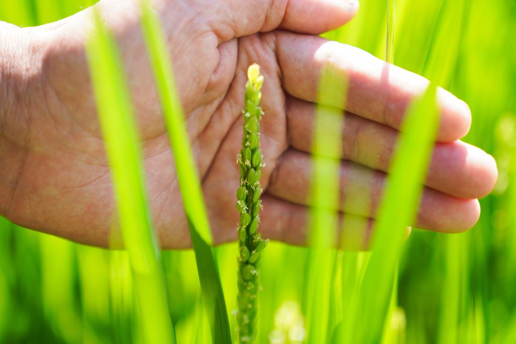 一碗好飯里的種業(yè)振興——來自2022中國種子大會的觀察