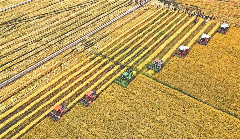 農(nóng)業(yè)農(nóng)村部：預計今年“三秋”期間小麥機播率超93%