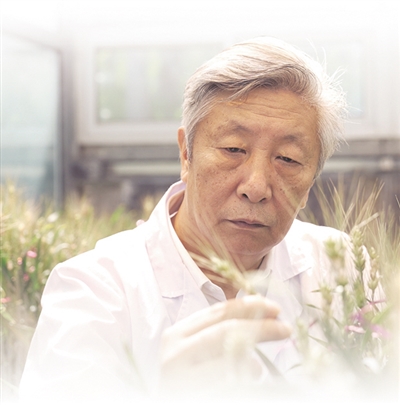 64歲小麥育種專家許為鋼——一頭白發(fā)換來(lái)麥地金黃