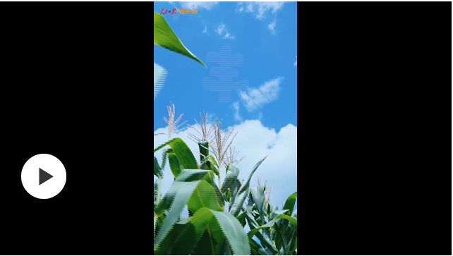 美到可以“洗眼睛”！第一視角感受中國(guó)豐收?qǐng)D景