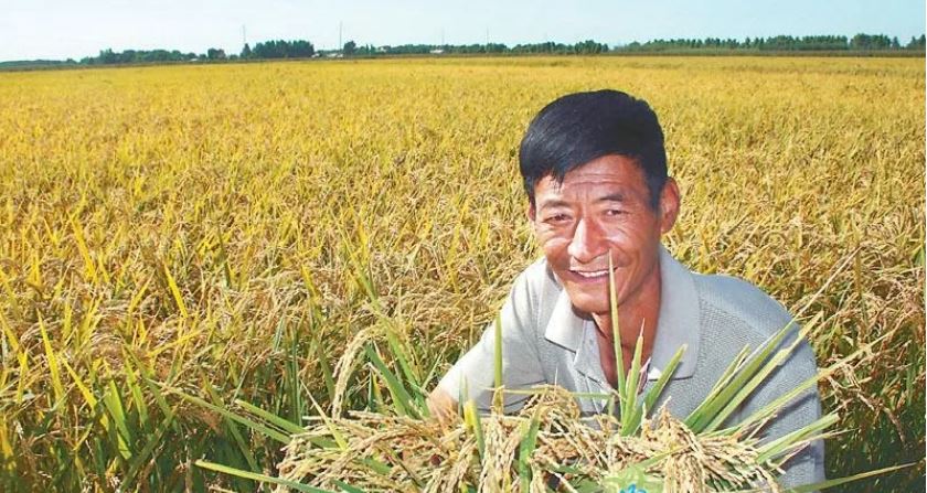 過去22年東北地區(qū)糧食產(chǎn)量增長近2倍