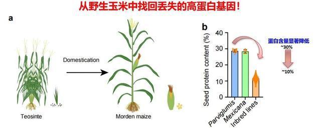 我國科學(xué)家從野生玉米中找回“丟失”的高蛋白基因