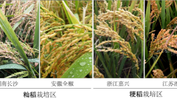 我國科學家找到調(diào)控水稻小麥穗發(fā)芽的“開關