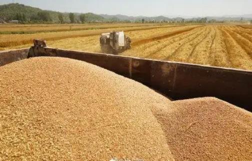 預計2022年全國糧食收購入庫4億噸