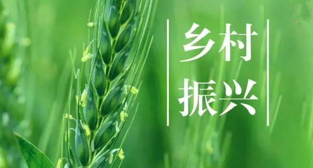 農(nóng)業(yè)農(nóng)村部發(fā)文！ “三個協(xié)同”全面推進(jìn)鄉(xiāng)村振興