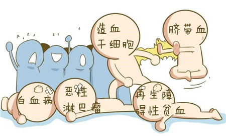 美國研究發(fā)現(xiàn)造血干細(xì)胞有特殊“垃圾處理”機(jī)制