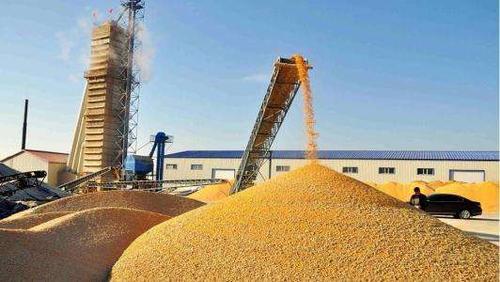 累計收購超1.8億噸 全國秋糧旺季收購已進入收尾階段