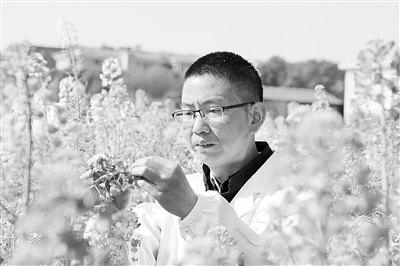 花色增至63種 江西農大育出五彩斑斕油菜花