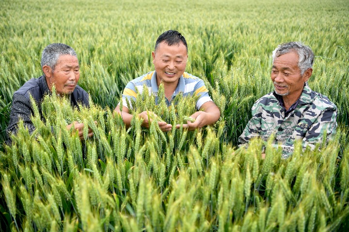 全國(guó)已春播糧食面積超1.4億畝 完成意向面積15.1%