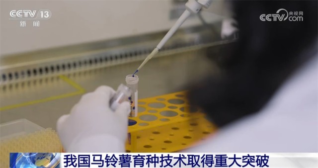 我國馬鈴薯育種技術(shù)取得重大突破 大大提高了育種進程