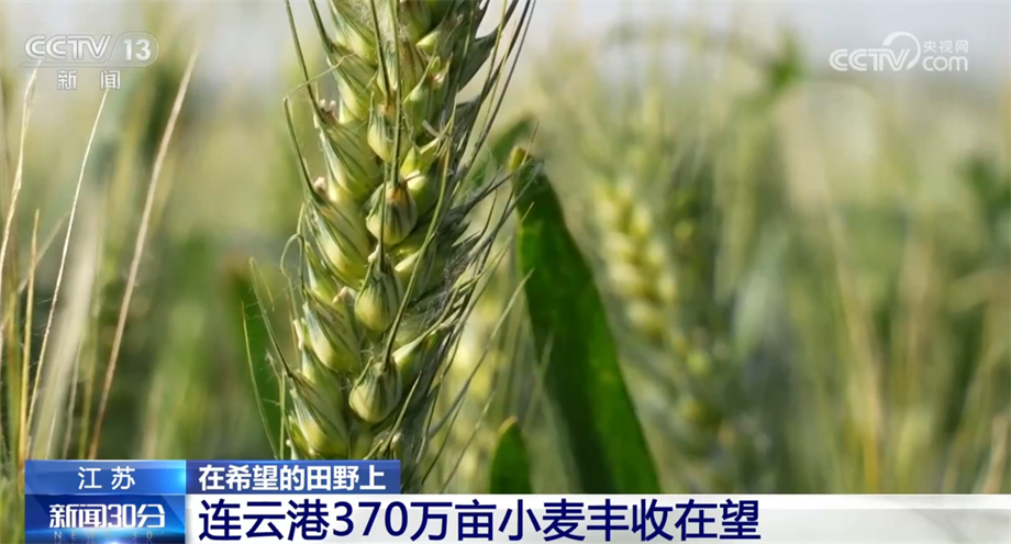 各地加強小麥灌漿期管理 確保夏糧豐收