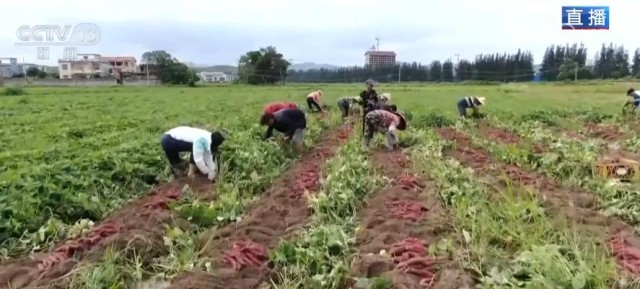 萬畝紅薯迎來大豐收 “甜蜜產(chǎn)業(yè)”助村民增收致富