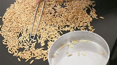 我國儲糧技術總體處于世界較先進水平
