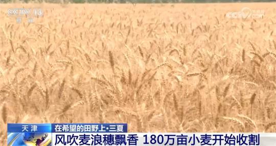 全國麥?zhǔn)者M(jìn)度過九成五 多地采取措施保障夏糧豐收