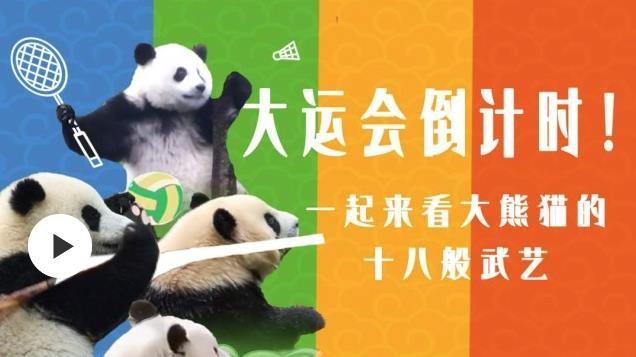 大運(yùn)會(huì)倒計(jì)時(shí)！一起來(lái)看大熊貓的十八般武藝