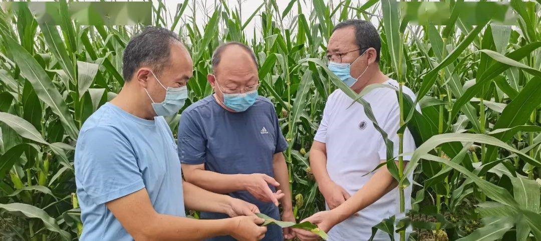 農業(yè)農村部強化技術指導保障秋糧生產