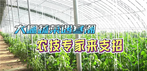 大棚蔬菜遇寒潮 聊城農(nóng)技專家來支招