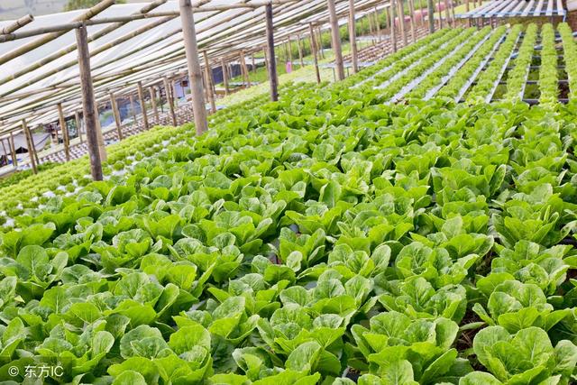 我國(guó)農(nóng)業(yè)植物新品種權(quán)授權(quán)量突破3萬(wàn)件