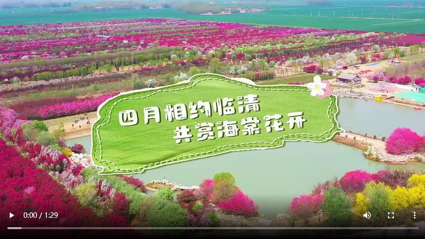 聊城臨清市：相約四月 共賞海棠花開