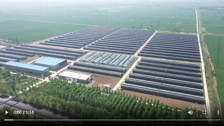 聊城市東昌府區(qū)：昔日鹽堿地 今朝“聚寶盆”
