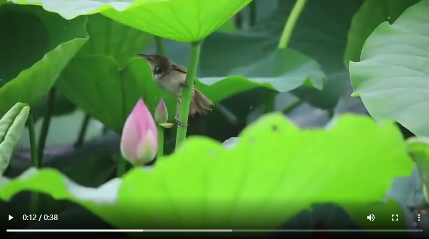 聊城：來(lái)湖畔邂逅“夏雨荷”