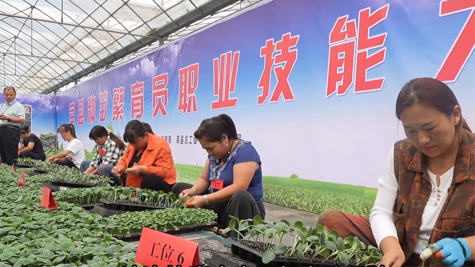 聊城市莘縣：300余名嫁接工同臺(tái)競(jìng)技 精湛技術(shù)點(diǎn)亮農(nóng)業(yè)未來