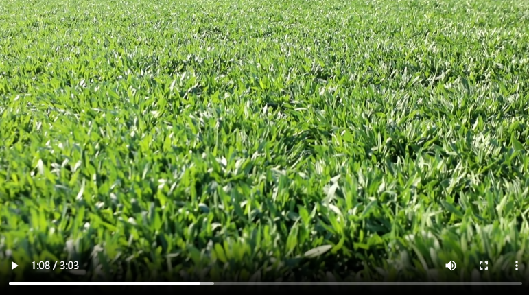 聊城市東昌府區(qū)：深秋時(shí)節(jié)“野菜”飄香