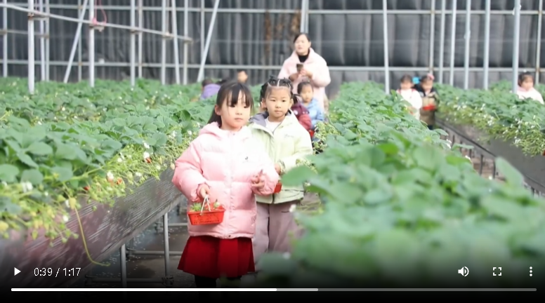 聊城市冠縣清泉街道：草莓“采摘游” 助推農(nóng)旅融合