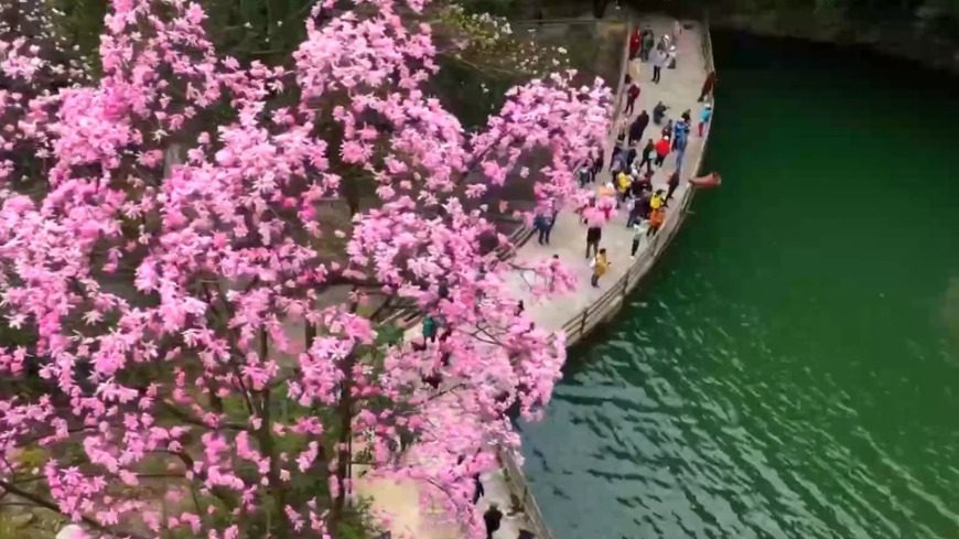 低空賞花爆火 走！一起打飛的賞花去