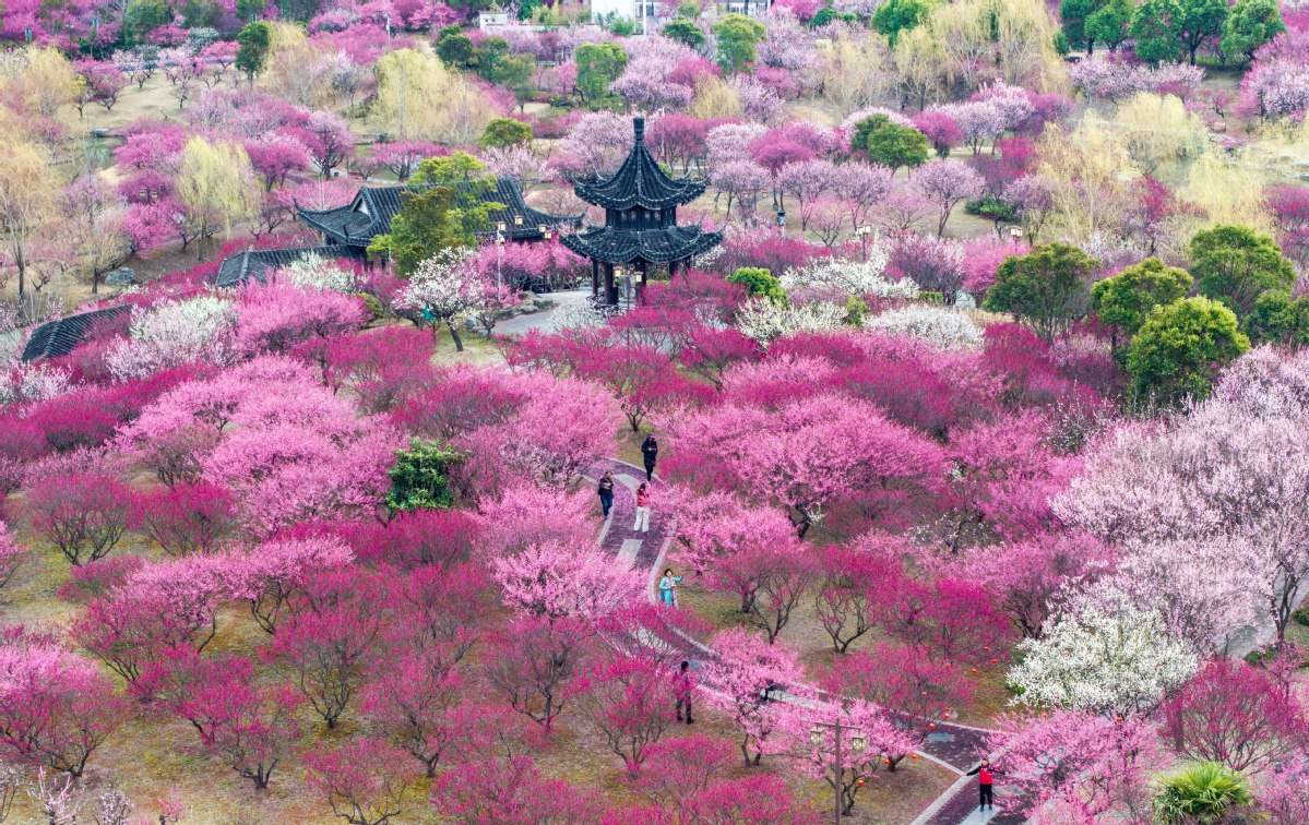 “顏值”變“產(chǎn)值” “賞花+”催動文旅消費活力