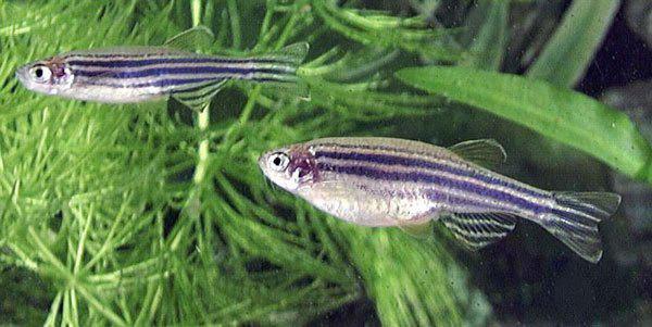渦蟲、斑馬魚、鏈霉菌等“上天” 太空實驗“上新”探尋生命密碼