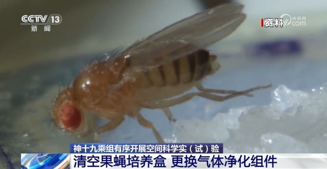 中國空間站首批在軌繁育果蠅即將返回地球 有望獲得多項(xiàng)科學(xué)成果