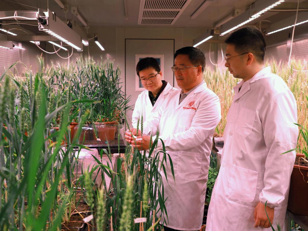 中國科學(xué)家成功“拼”出小麥完整基因組“拼圖”