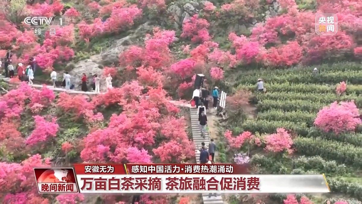 茶區(qū)變景區(qū)、森林開派對……消費場景“花樣”上新！