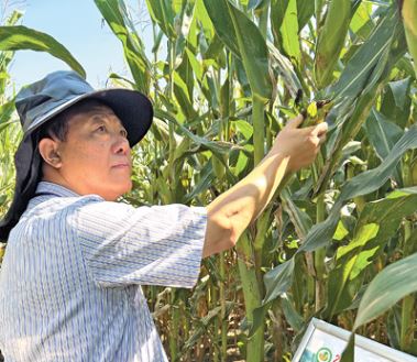 吉林農業(yè)大學教授劉景圣潛心玉米保質減損和精深加工研究——  做好一穗玉米的“后半篇文章”